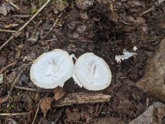 Geastrum fuscoglebum