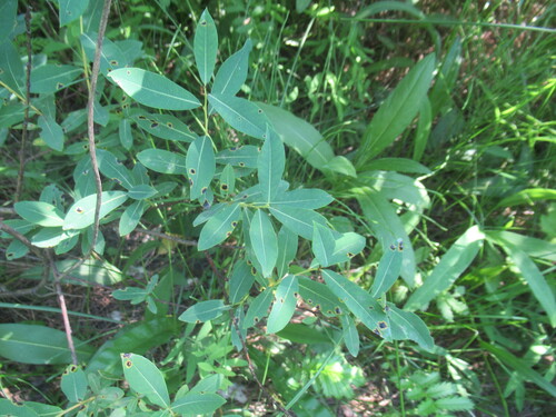 Salix kochiana, photograph 3