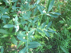 Salix kochiana, photograph author not stated, no rights reserved