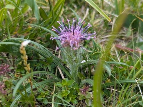 Saussurea pygmaea, photograph 1