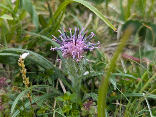 Saussurea pygmaea, photograph 2