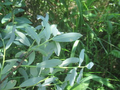 Salix kochiana, photograph author not stated, no rights reserved