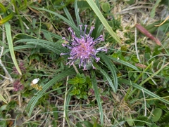Saussurea pygmaea