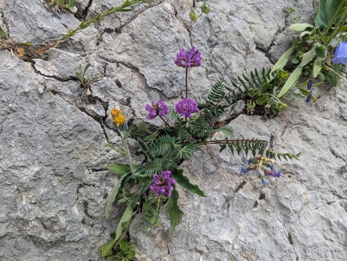 Oxytropis neglecta, photograph 1