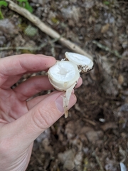 Geastrum fuscoglebum