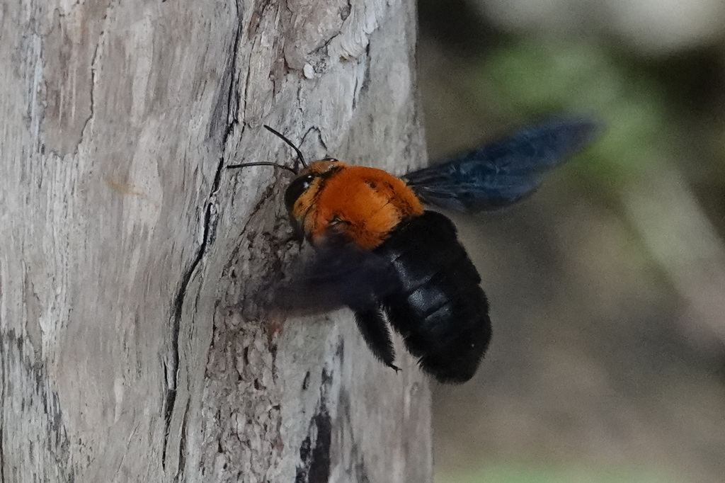 Xylocopa incompleta