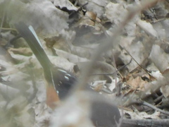 Pipilo erythrophthalmus