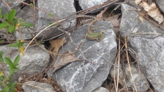 Podarcis siculus campestris