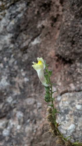 Antirrhinum braun-blanquetii, photograph 6
