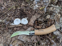 Geastrum fuscoglebum