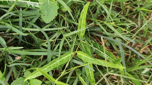 Zygostelma benthamii