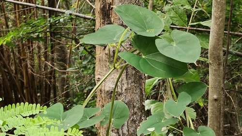 Dioscorea alata, photograph 6