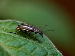 Astylus vittaticollis