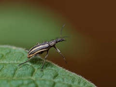 Astylus vittaticollis