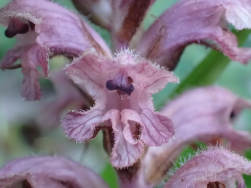 Orobanche caryophyllacea, photograph 1