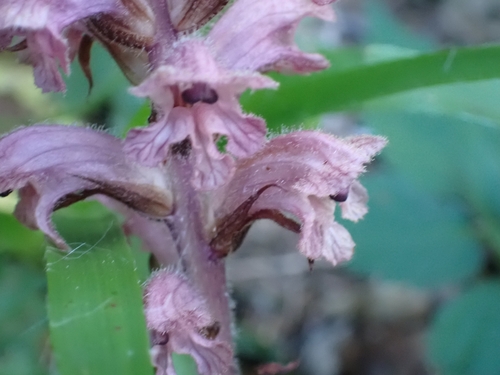 Orobanche caryophyllacea, photograph 2