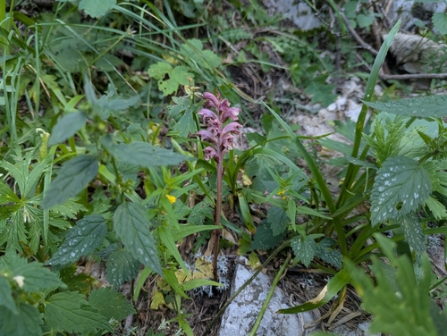 Orobanche caryophyllacea, photograph 3