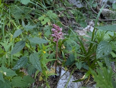 Orobanche caryophyllacea, photograph (c) Elias, some rights reserved (CC BY)