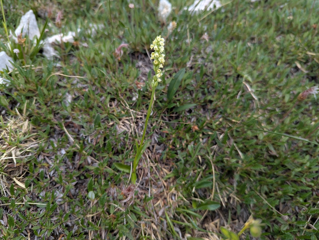 Pseudorchis albida; photograph (c) Elias, some rights reserved (CC BY)