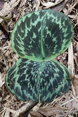 Kaempferia roscoeana