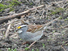 Zonotrichia albicollis