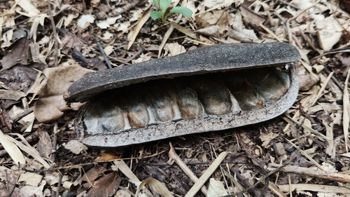 Afzelia xylocarpa