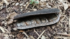 Afzelia xylocarpa