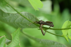 Meropachyini