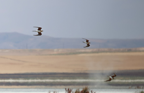 iNaturalist image