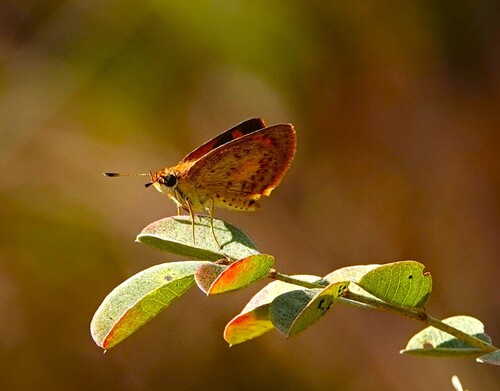 Axehead Skipper