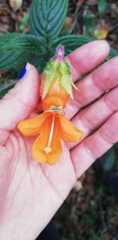 Columnea strigosa