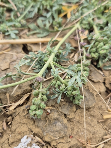 Lepidium coronopus, photograph 6