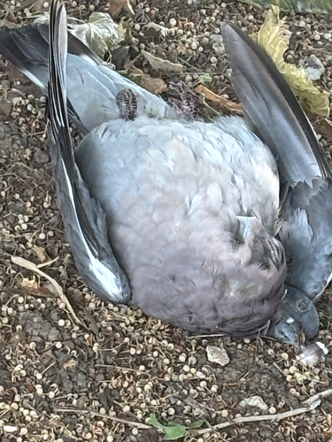Common Wood-Pigeon