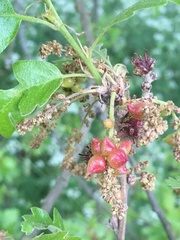 Andricus grossulariae