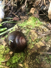 Helminthoglypta arrosa