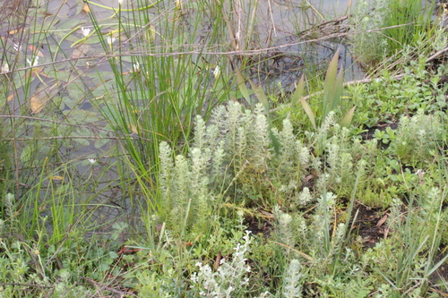 Athanasia trifurcata, photograph 3