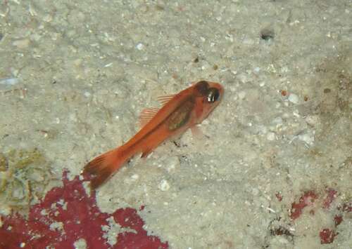 Apogon crassiceps observed 2026-07-13