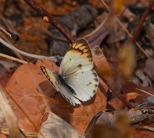 Southern Red Tip