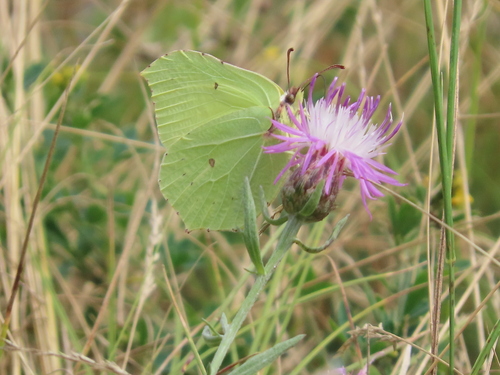 Common Brimstone