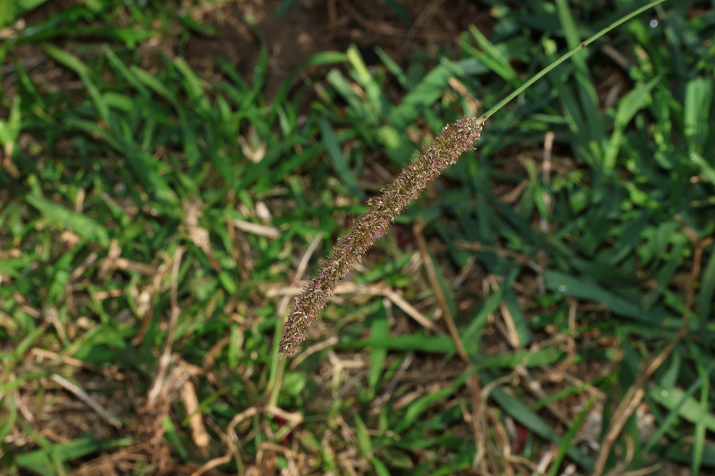 Setaria sphacelata; photograph (c) Greg Tasney, some rights reserved (CC BY-SA)