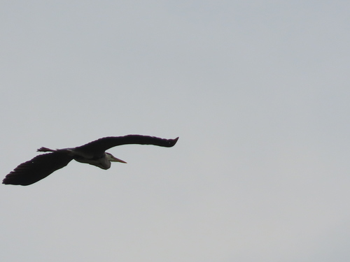 Grey Heron
