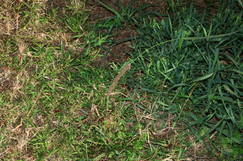 Setaria sphacelata, photograph 6