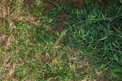 Setaria sphacelata, photograph (c) Greg Tasney, some rights reserved (CC BY-SA)