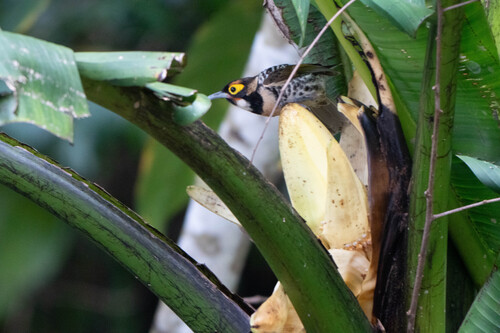 Melidectes torquatus, 2026-06-18