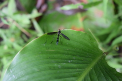 Cordyligaster