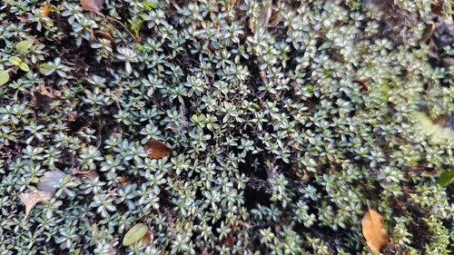 Raoulia tenuicaulis, photograph 6