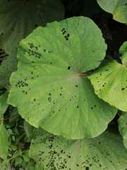 Piper umbellatum