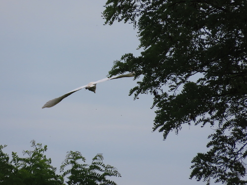 Great Egret