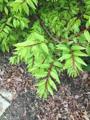 Euonymus alatus