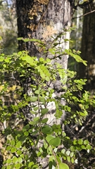 author not stated, no rights reserved Peraxilla tetrapetala, photograph author not stated, no rights reserved